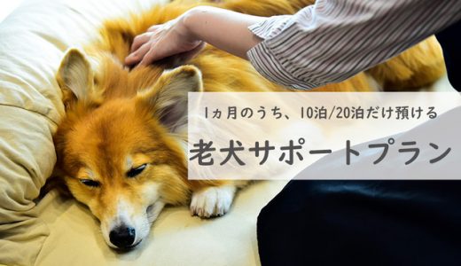 【コロナ禍における新しい老犬との付き合い方】老犬ホーム「THEケネルズ東京」で飼い主の方も安心、わんちゃんも快適に楽しく過ごせる新プランが登場。